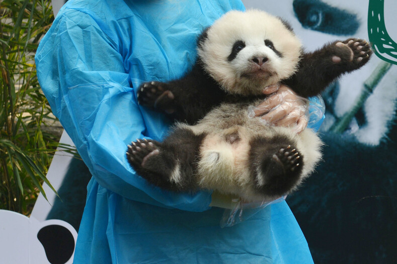 10 умилительных фото с парада маленьких панд в Китае (это лучшее, что вы увидите сегодня)