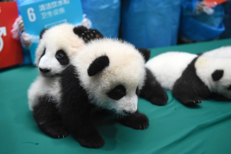 10 умилительных фото с парада маленьких панд в Китае (это лучшее, что вы увидите сегодня)