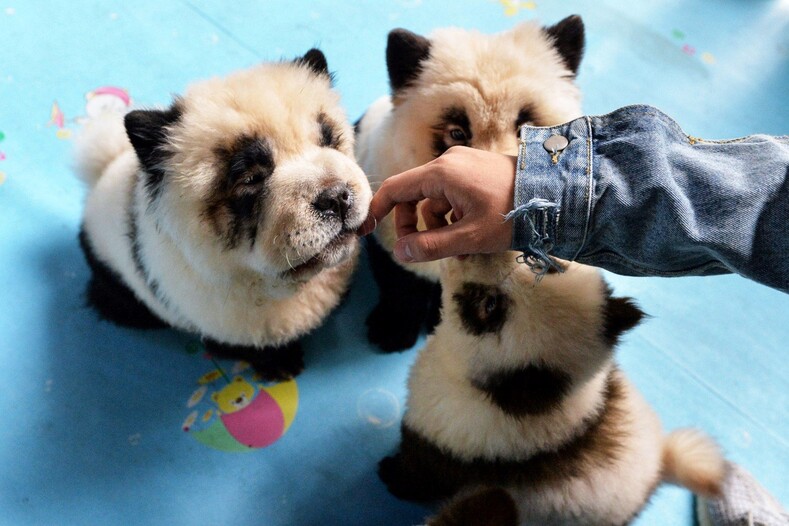 Эпидемия чау-чау панд в Китае: что это за порода собак и почему она пользуется такой популярностью в Поднебесной