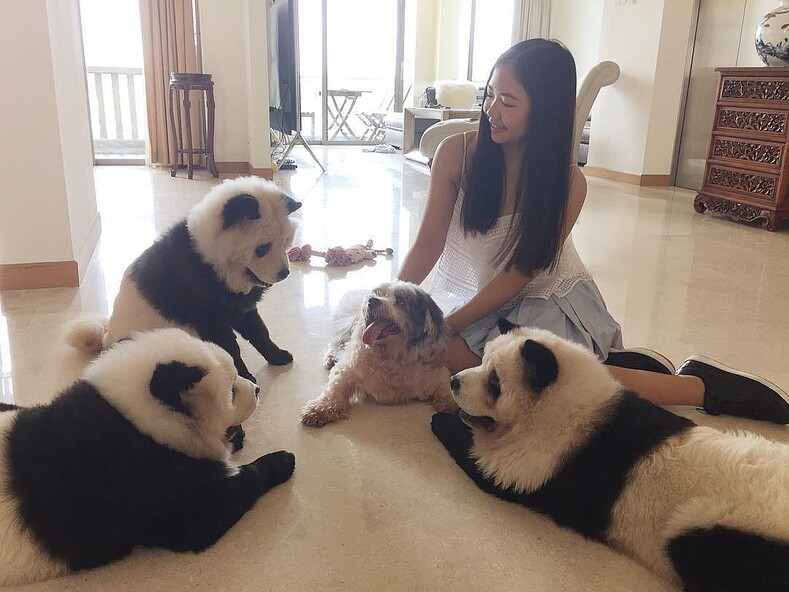Эпидемия чау-чау панд в Китае: что это за порода собак и почему она пользуется такой популярностью в Поднебесной