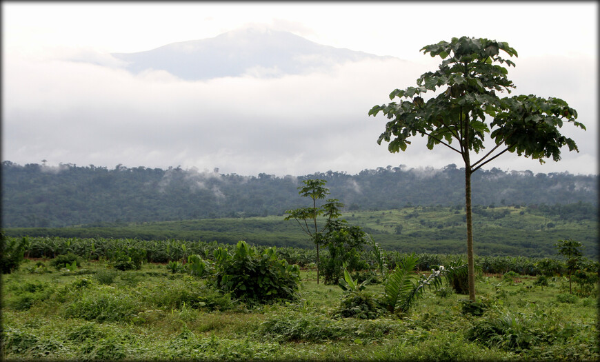 Гора Камерун или моя самая проблемная фотосъёмка 