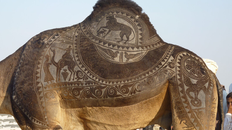 Барберы для верблюдов: фото необычных стрижек, над которыми работают 3 года