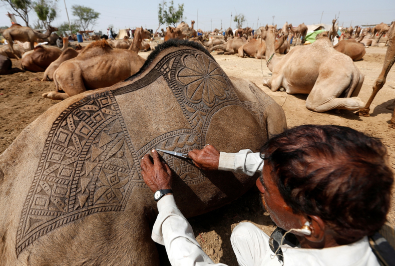 Барберы для верблюдов: фото необычных стрижек, над которыми работают 3 года