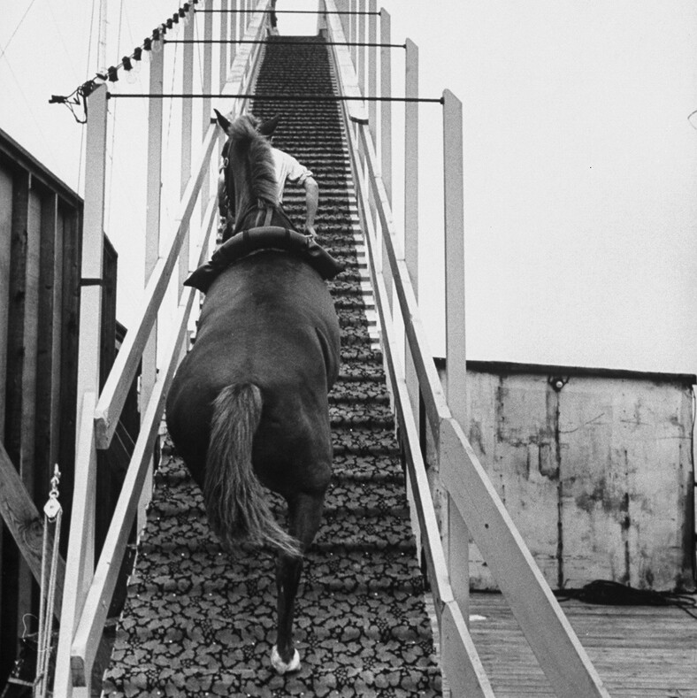 Опасные «забавы» американцев: как лошадь вместе с наездником падала в воду с 18-метровой высоты (архивные фото XX века)