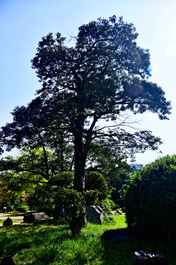 Дерево выжившее после атомной бомбардировки
