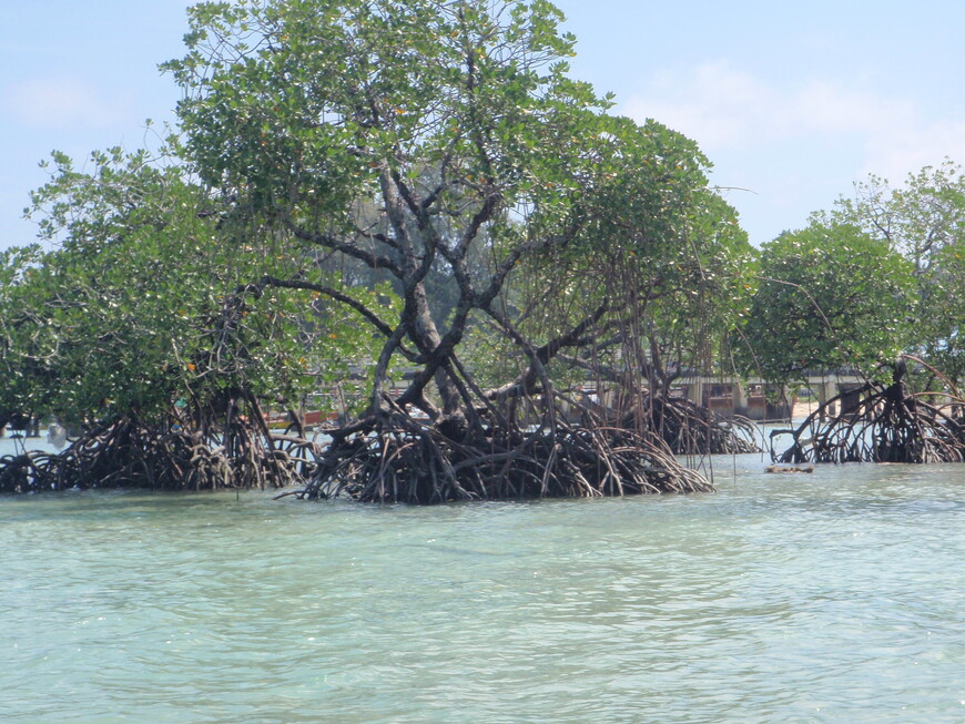 Андаманские острова. Неоправданные ожидания или «Каждый кулик свое болото хвалит»