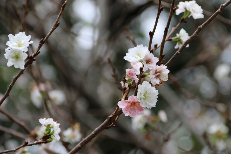 Мы даже в ноябре увидели цветущую сакуру