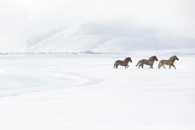В царстве легенд: невероятно красивые исландские лошади в фотографиях Drew Doggett