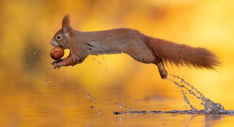 Что происходит в природе, пока мы этого не видим: 16 изумительно милых фото Дика ван Дуйна