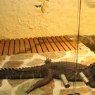 Крокодиловый зоопарк в Праге