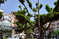 Площадь и сквер Габриэля Миро