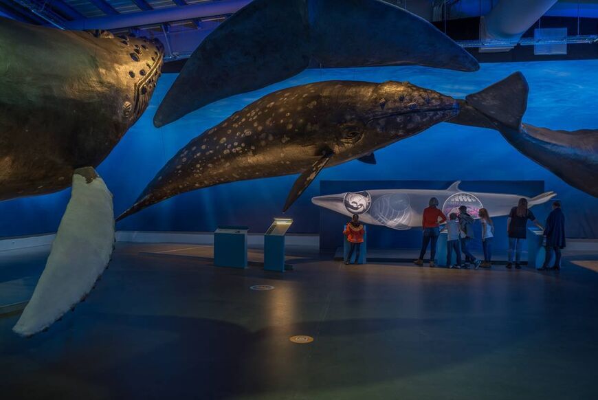 Музей китов в Исландии
