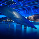 Музей китов в Исландии