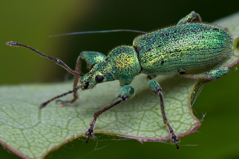 ТОП-8 насекомых, которые могли бы победить в конкурсе красоты, если бы такой существовал