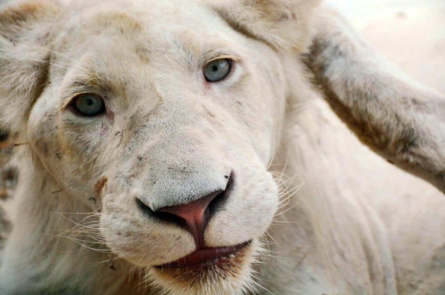 Редкие белые львы — гордость зоопарка
