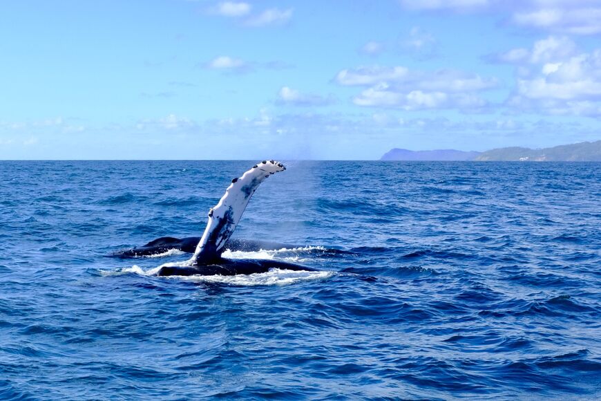 Горбатые киты около острова Cayo Levantado