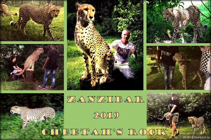 Джамбо, Занзибар! день 4 — лицом к лицу в Cheetah’s Rock 