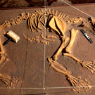 Палеонтологический музей Эльче