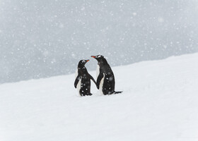  Пингвины Генту. 