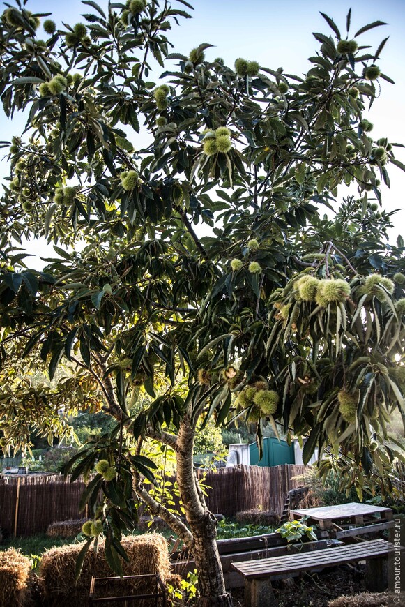 Ореховое дерево во дворе в Синтре