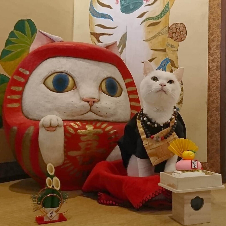 Храм кошек в Японии, где животные — монахи: фото самого необычного и умилительного места в мире