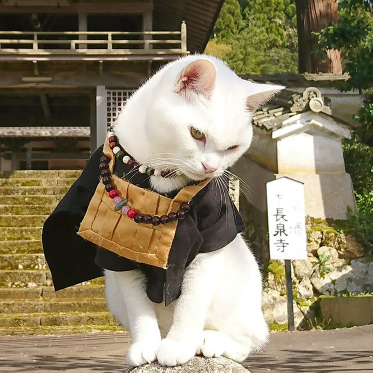 Котики в китае видео. Храм мяу мяу в Японии. Коюки японский кот. Кошачий храм в Японии Киото. Китайский кот.