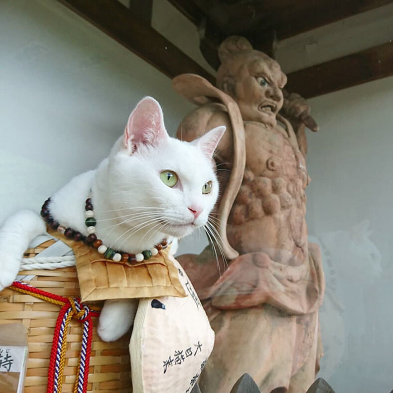 Храм кошек в Японии, где животные — монахи: фото самого необычного и умилительного места в мире