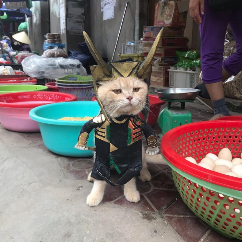 Кот, продающий рыбу на вьетнамском рынке, завоевал сердца тысяч покупателей: фото самого милого бизнесмена
