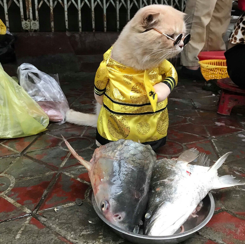 Кот, продающий рыбу на вьетнамском рынке, завоевал сердца тысяч покупателей: фото самого милого бизнесмена