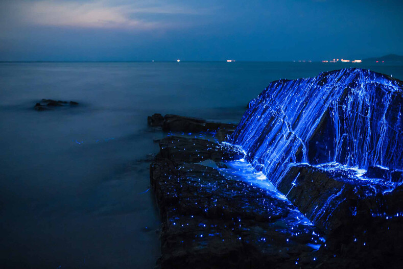 Светящееся чудо на берегу моря: как фотографы в погоне за самыми удивительными снимками устроили «охоту»