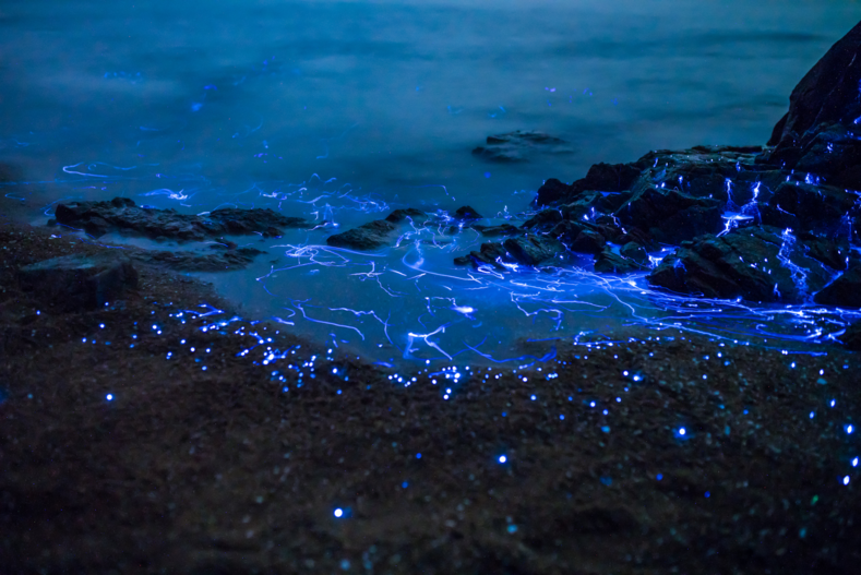 Светящееся чудо на берегу моря: как фотографы в погоне за самыми удивительными снимками устроили «охоту»