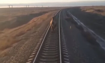Поезд в Астрахань опоздал на два часа из-за бегущего по рельсам верблюда