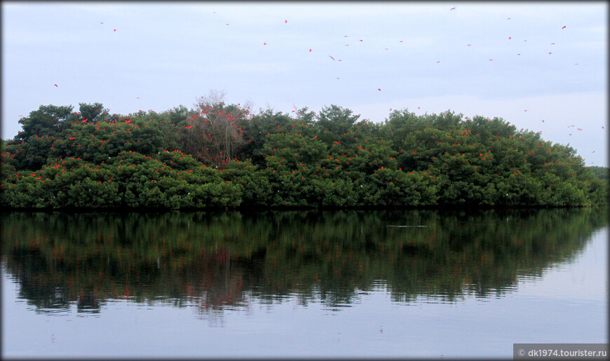 Полет красного ибиса или пернатое чудо острова Тринидад 