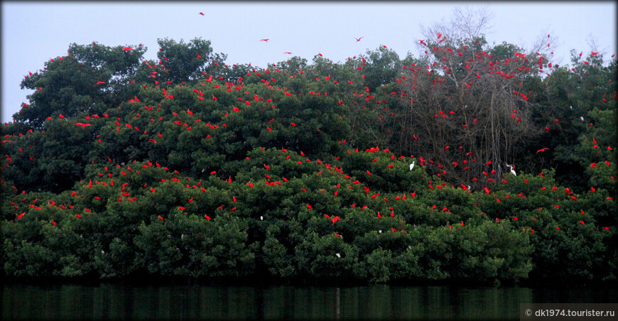 Полет красного ибиса или пернатое чудо острова Тринидад 