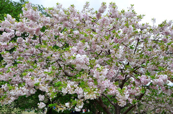 Сезон цветения сакуры в Японии этой весной начнётся раньше 