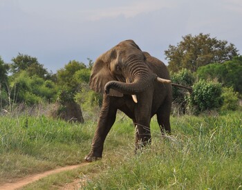 Разъярённый слон едва не затоптал туристов во время селфи