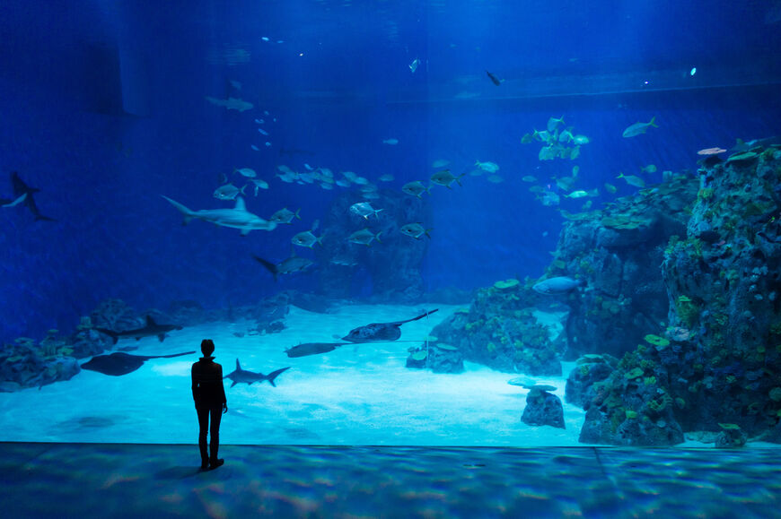 Национальный аквариум Дании