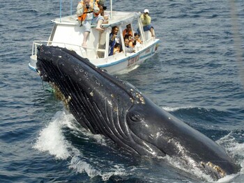 В Доминикане стартовал сезон наблюдения за китами 