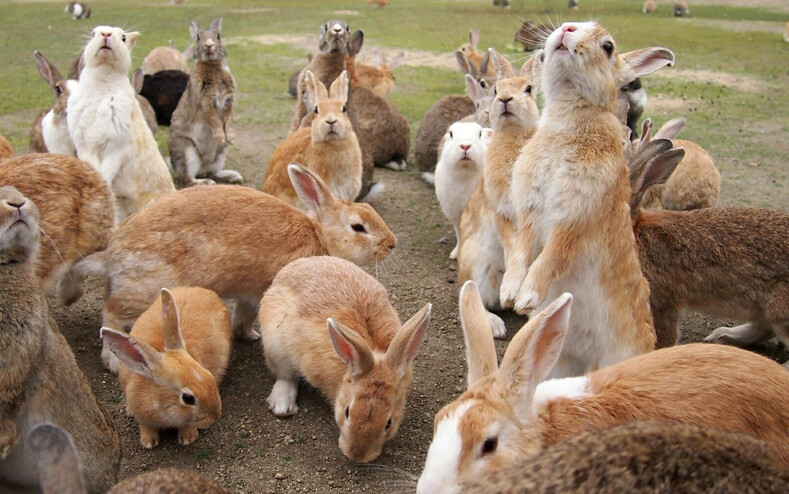 Маленький островок с тысячью кроликами: фото райского местечка, где захочется остаться навсегда