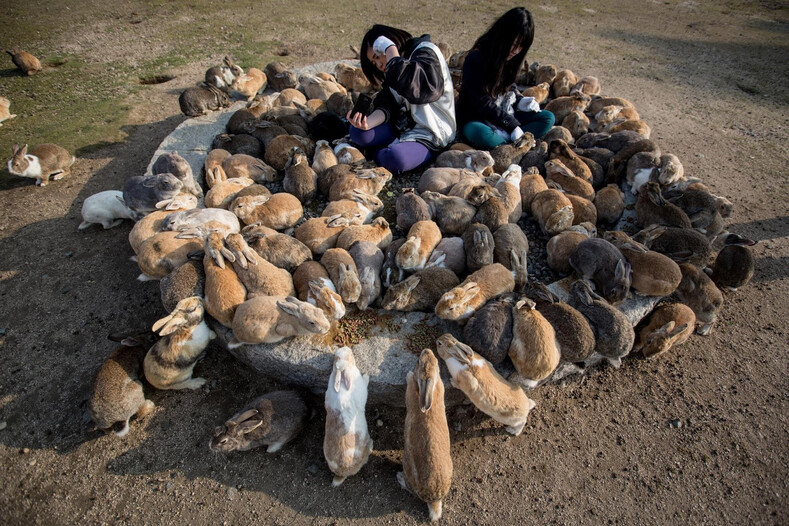 Маленький островок с тысячью кроликами: фото райского местечка, где захочется остаться навсегда
