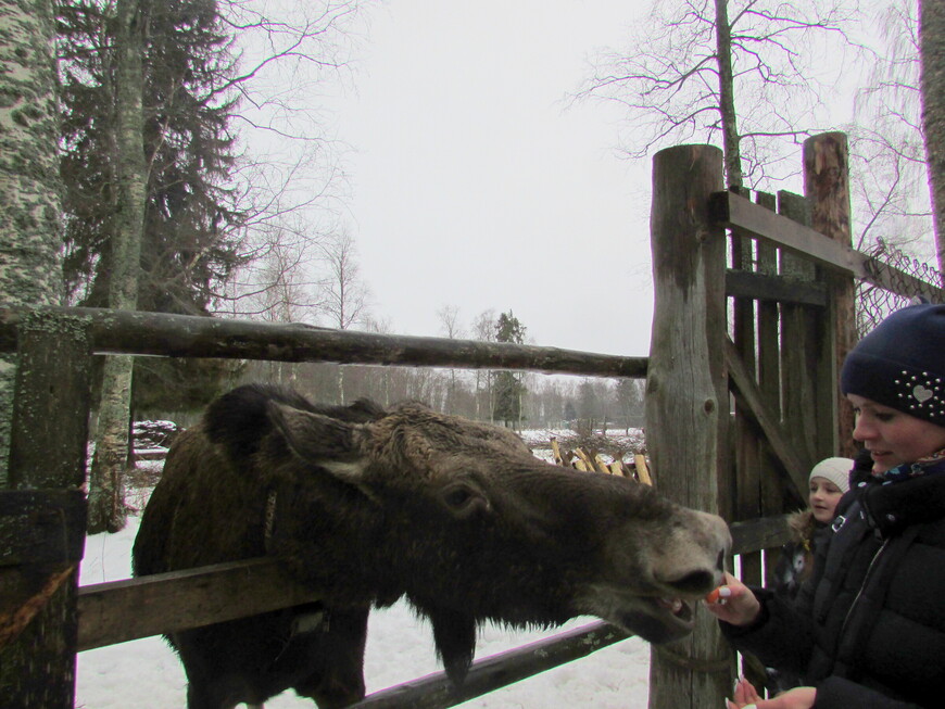  Кострома. Скажите: сы-ы-р! Самое новогоднее путешествие (03.01.2020)