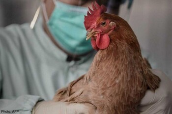 Туристов предупреждают о вспышке птичьего гриппа в Польше