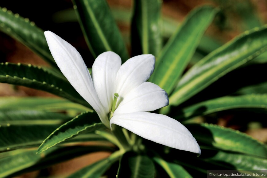 Знаменитый цветок Tiare Apetahi растёт только в двух местах на горных вершинах Райатеи. Распускается он на рассвете и при этом издаёт характерные потрескивающие звуки. Обладает сильным и очень приятным запахом. Все попытки вырастить его в других частях Полинезии успехом не увенчались. В настоящее время осталось около 20 кустов Apetahi, которые тщательно охраняются. За попытку сорвать этот цветок - штраф порядка 10 тысяч долларов (1 миллион местных тихоокеанских франков). Пока - только снимок с интернета. Надеюсь, когда-нибудь будет и наш собственный.
