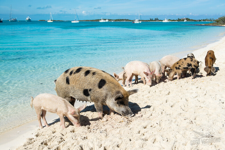 Остров свиней: клочок земли без людей, где обитают только пиги (вы будете в восторге от увиденного)