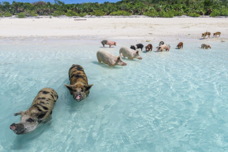 Остров свиней: клочок земли без людей, где обитают только пиги (вы будете в восторге от увиденного)