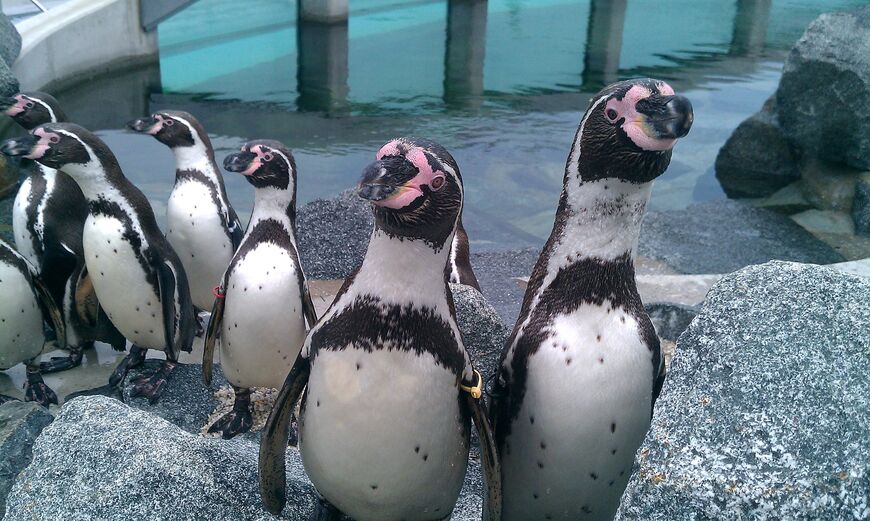 Пингвины Гумбольдта в Spreewelten Bad 