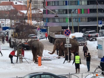 Два слона прогулялись по заснеженному Екатеринбургу