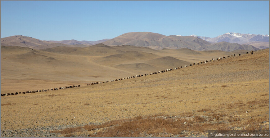 Монгольские каникулы. После беркутчи. Часть 2. О трех кусочках рыбки, Чингизхане и петляющей по степи дороге