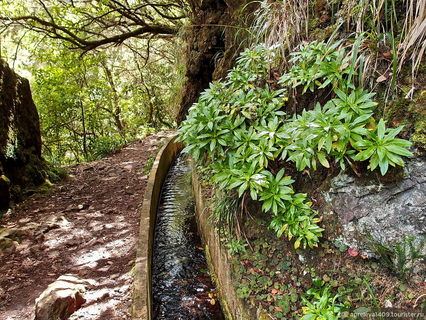 Мадейра. По местам заповедным: левада Рибейру Фриу – Портела
