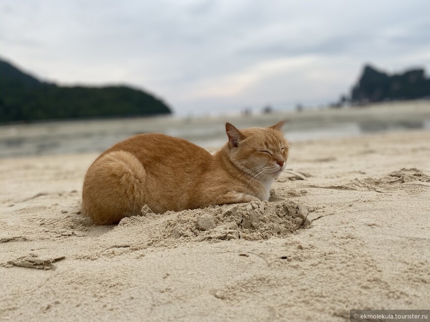 Пляжный котик